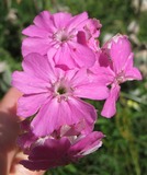 Lychnis flos-jovis