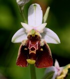 Ophrys holosericea