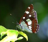 Limenitis reducta