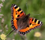 Aglais urticae