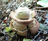 Geastrum triplex