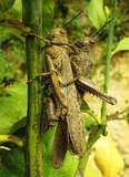 Anacridium aegyptium