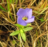 Gentianella ciliata