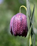 Fritillaria