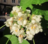 Catalpa