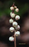 Pyrola media