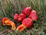 Hygrocybe punicea