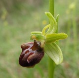 Ophris sphegodes