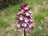 Orchis purpurea