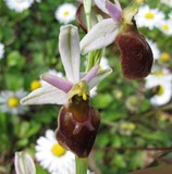 Ophris argolica subsp. crabronifera