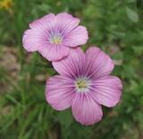 Linum viscosum