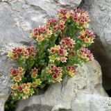 Sedum atratum