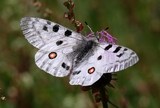 Parnassius apollo