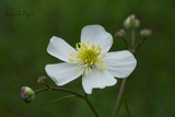 Ranunculus platanifolius