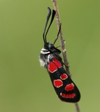 Zygaena carniolica