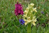 Dactylorhiza sambucina