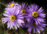 Aster amellus