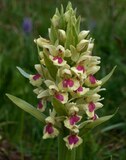 Dactylorhiza sambucina f. chusae,