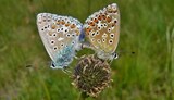 Polyommatus bellargus