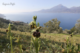 Ophrys sphegodes