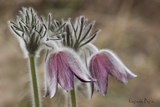 Pulsatilla montana