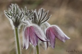 Pulsatilla montana