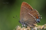 Satyrium spini