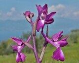 Anacamptis laxiflora