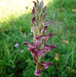 Anacamptis coriophora