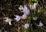 Crocus biflorus