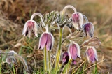 Pulsatilla montana