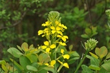 Erysimum rhaetricum