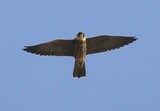 Falco lodolaio