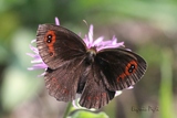 Erebia aethiops