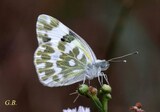 Pontia edusa