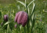 Fritillaria