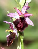 Ophrys bertolonii