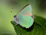 Callophrys rubi