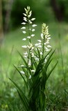 Cephalanthera longifolia