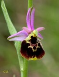 Ophrys holosericea