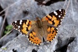 Vanessa cardui