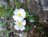 Ranunculus alpestris