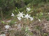 Anthericum ramosum