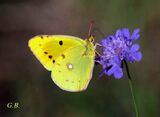 Colias crocea