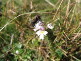 Euphrasia officinalis