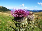 Cirsium eriophorum