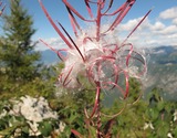 Epilobium angustifolium