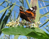 Venessa atalanta