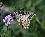 Papilio machaon