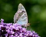 Argynnis paphia.